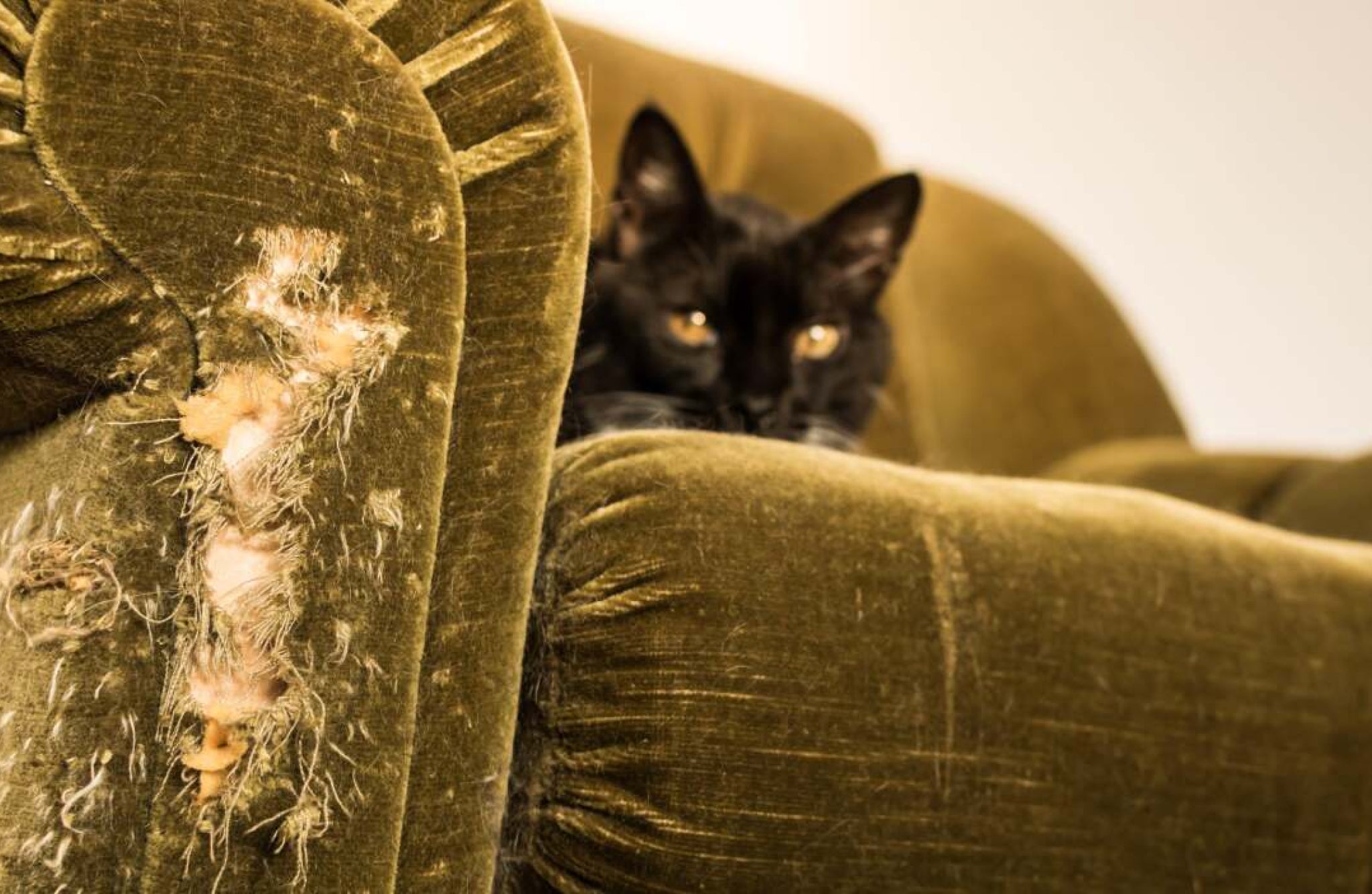 Best Sofa Fabric for Cats