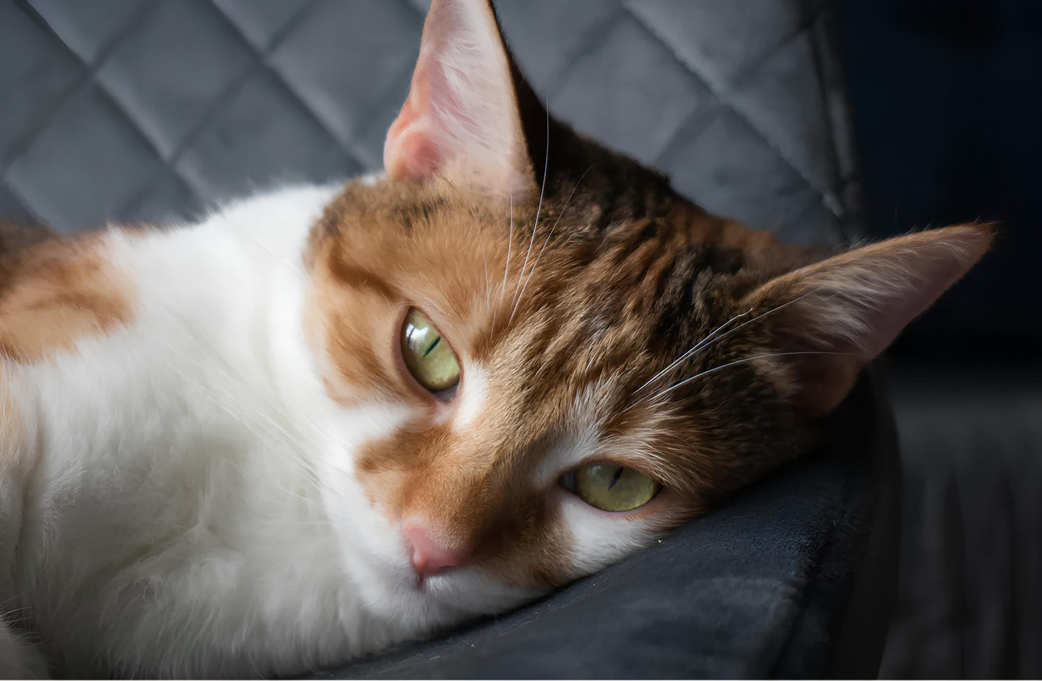 How to remove pet hair from sofa