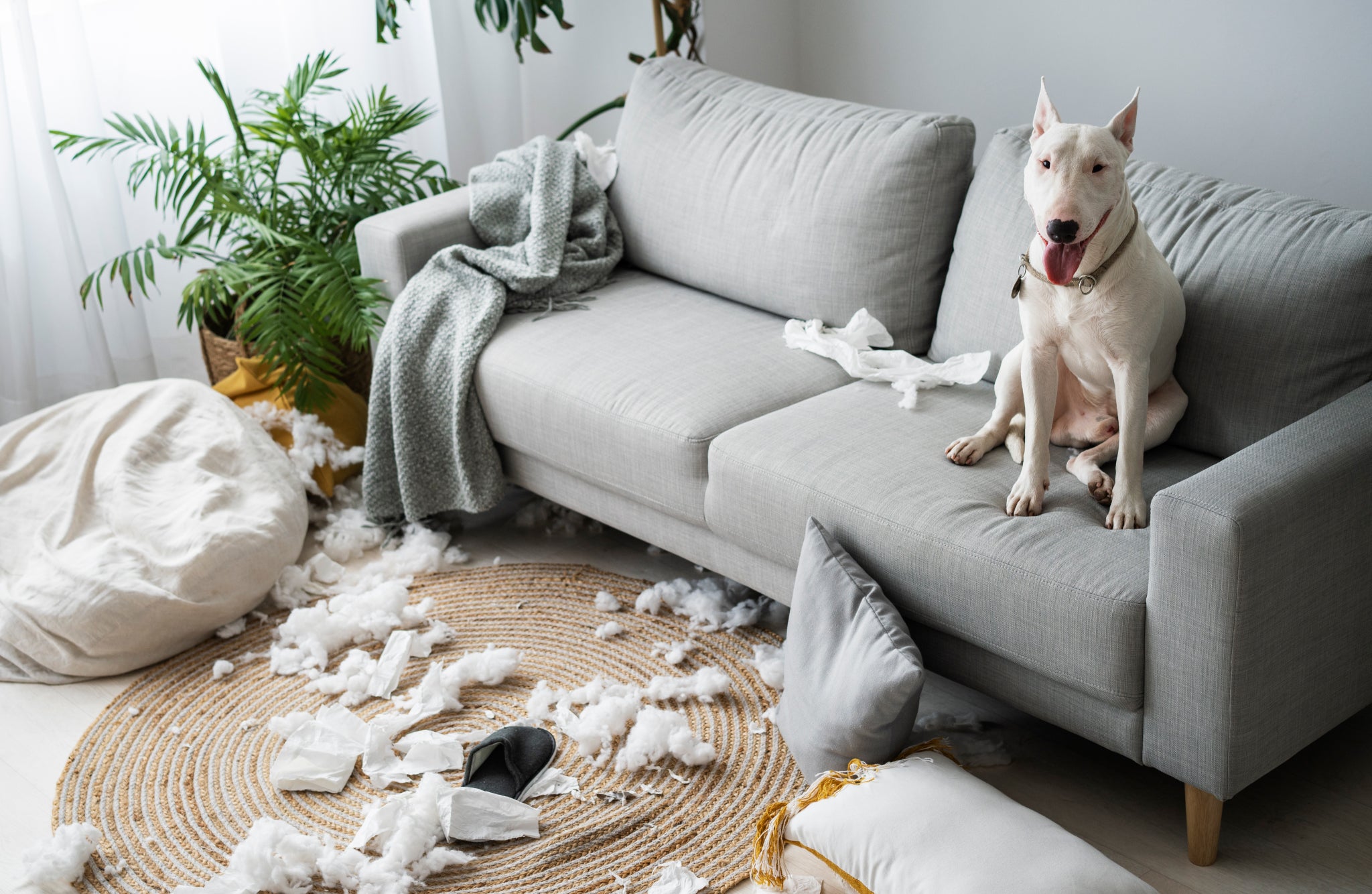 best sofa material for dogs, so it doesn't screwed up 