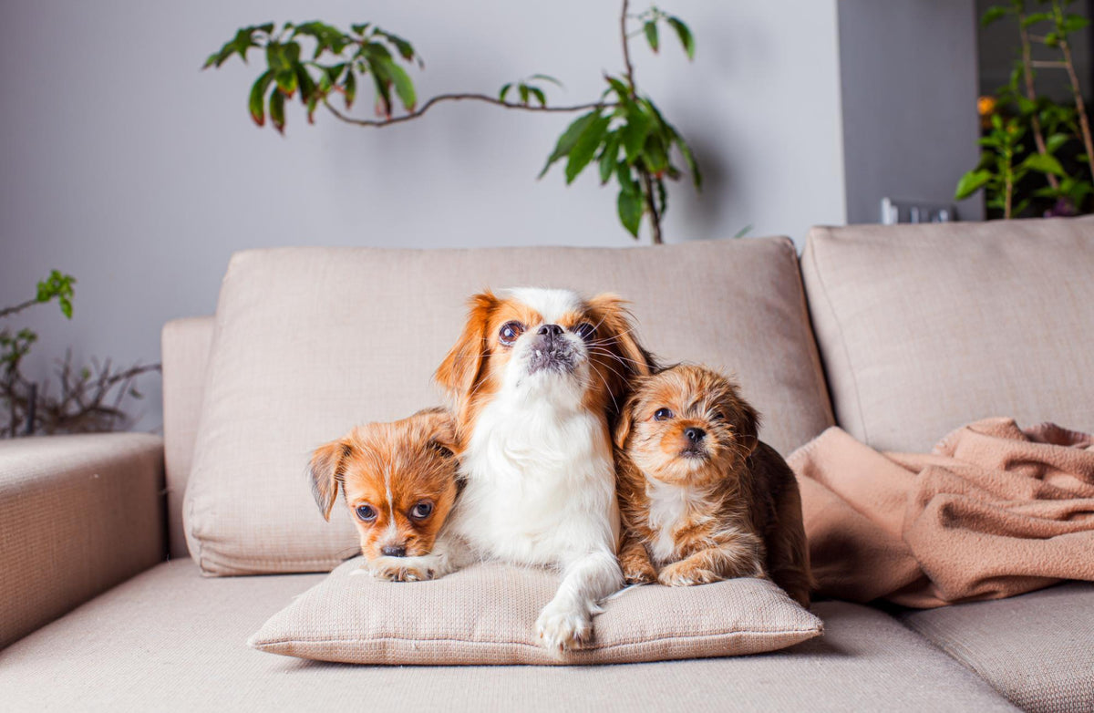 Guide to the Best Pet Friendly Sectional in 2024