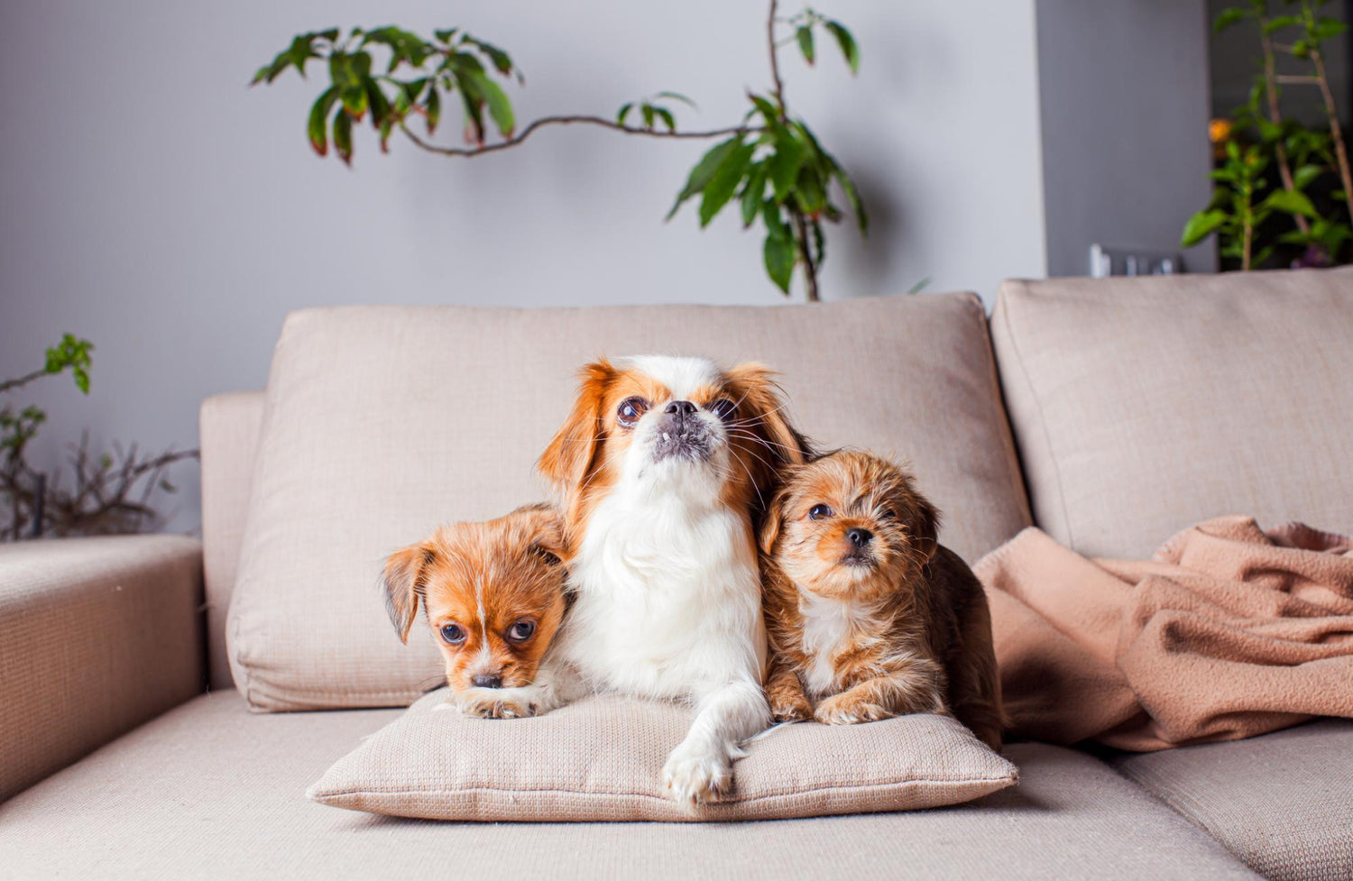Pet Friendly Sectiona